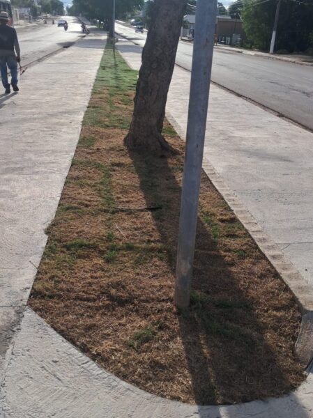 Avenida 14 de Março recebe manutenção…
