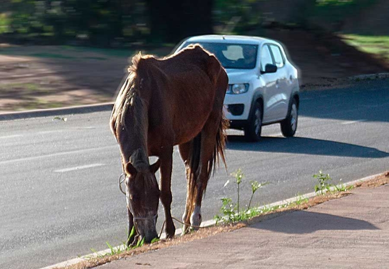 Prefeitura de Ladário alerta: animais… Prefeitura de Ladário alerta: animais…